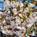Prunus incisa 'Kojou-no-mai' - Korkenzieherkirsche
