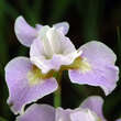 Iris sibirica 'Papillon': Bild 1/1