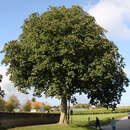 Aesculus carnea 'Briotii' - Scharlachkastanie
