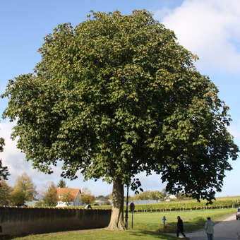 Aesculus carnea 'Briotii'