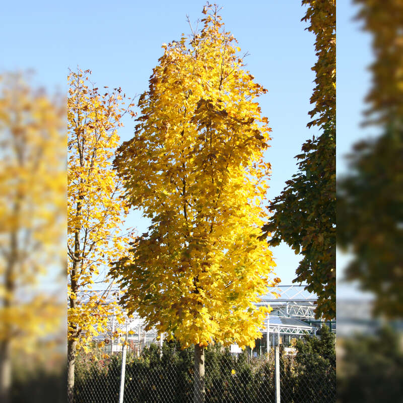 Säulenahorn Acer platanoides 'Columnare' gelb