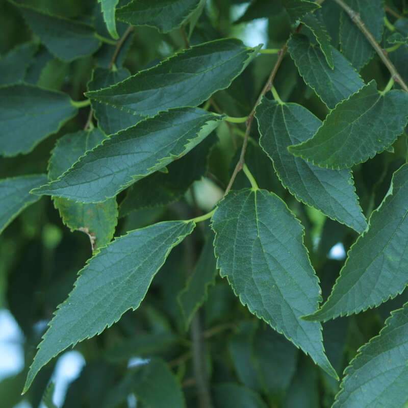 MittelmeerZürgelbaum Celtis australis