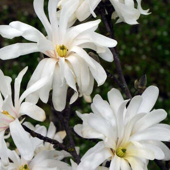 Magnolia stellata 'Royal Star'