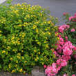 Hypericum inodorum 'Elstead': Bild 6/8