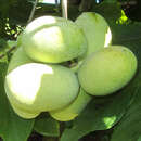 Asimina triloba 'Prima 1216' - Pawpaw, Indianerbanane