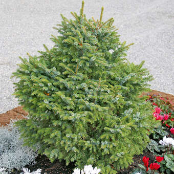 Picea omorika 'Nana'