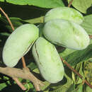 Asimina triloba 'Taytoo' - Pawpaw, Indianerbanane