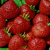 Fragaria ananassa 'Ostara' - Ananaserdbeere