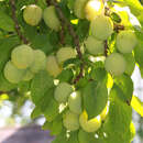 Prunus domestica 'Quillins Ringlotte' - Ringlotte