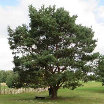 Pinus sylvestris