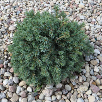 Picea glauca 'Echiniformis'