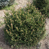 Picea abies 'Ohlendorffii' - Kegelfichte
