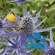 Eryngium 'Big Blue' - von mona_7515: Bild 10/10