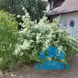 Philadelphus 'Silberregen' - von tanja_3649: Bild 5/5